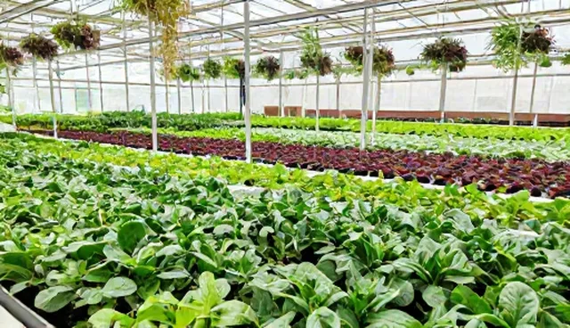 温室种植中技术支持的性能适用条件分析